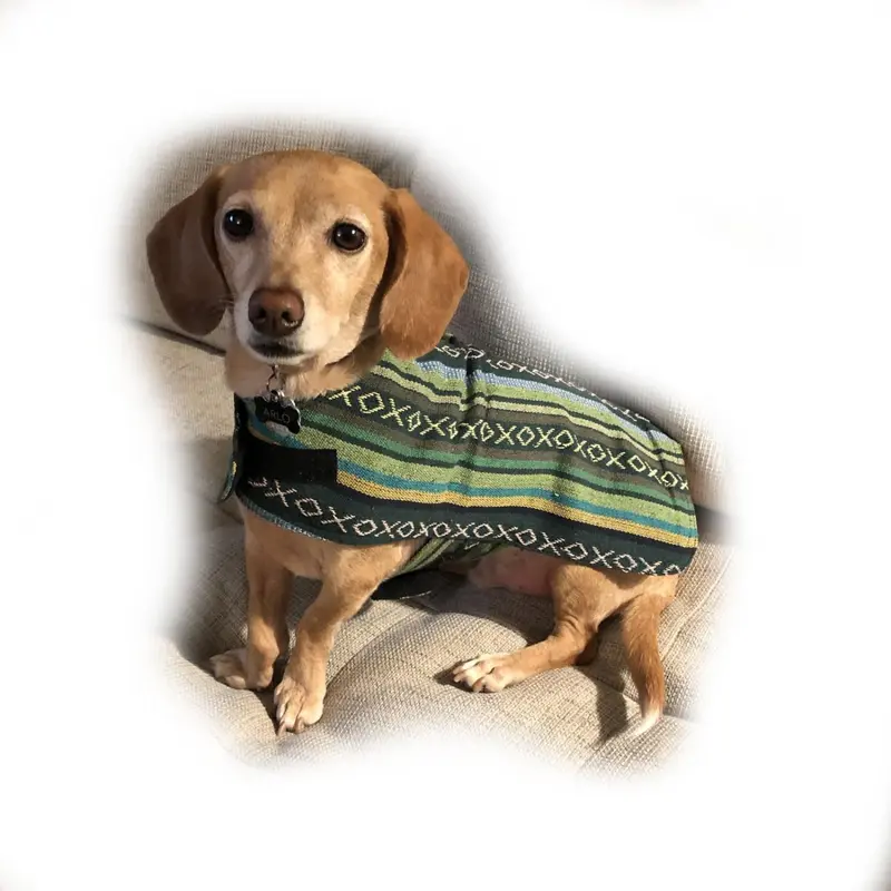 Walking Palm Dog Poncho - Evergreen