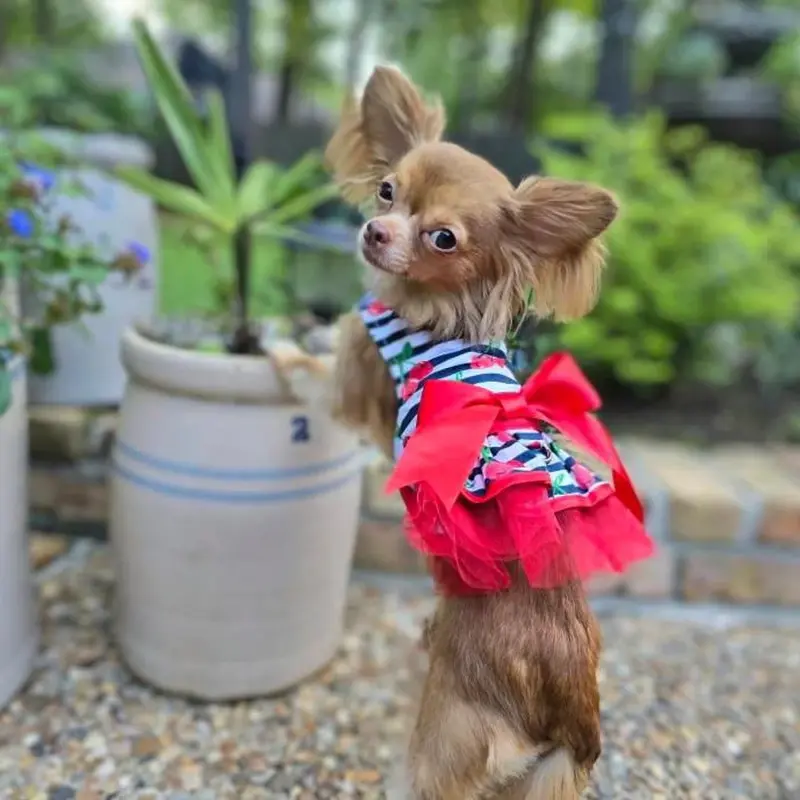 Cherry Stripe Dog Harness Dress with Matching Leash by Doggie Design