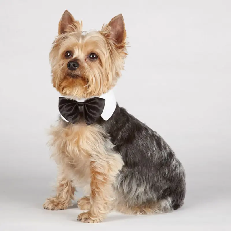 Aria Canine Royale Dog Bowtie - Black Satin