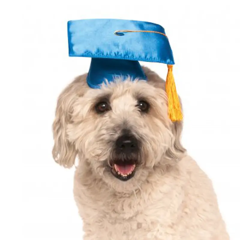 Rubies Graduation Dog Hat - Blue