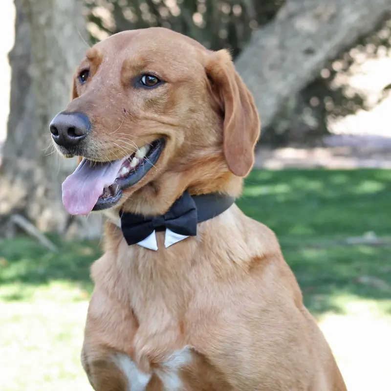 Doggie Design Interchangeable Dog Bow Tie Collar Set - Black
