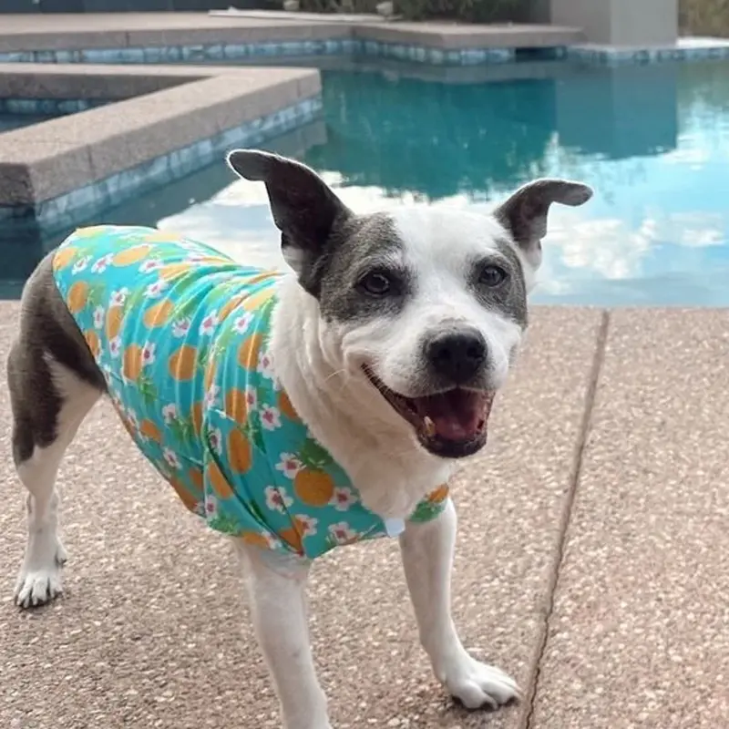 Hawaiian Camp Shirt by Doggie Design - Pineapple Luau