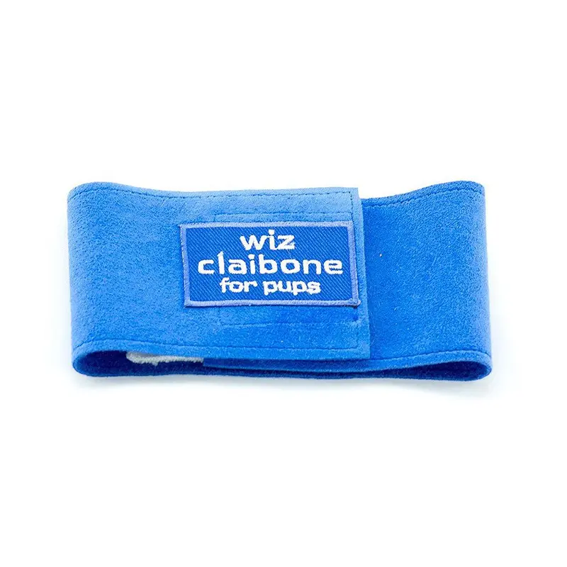 Susan Lanci Wiz Claibone Wizzer Dog Belly Band - Royal Blue