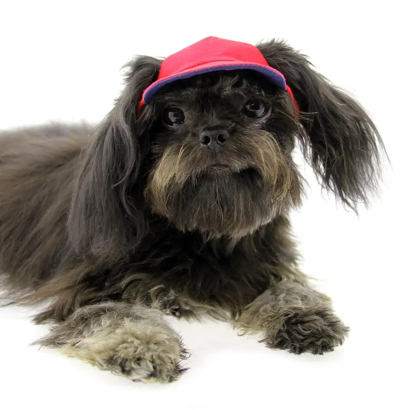 Joyful Bling Reversible Dog Visor - Blue and Red