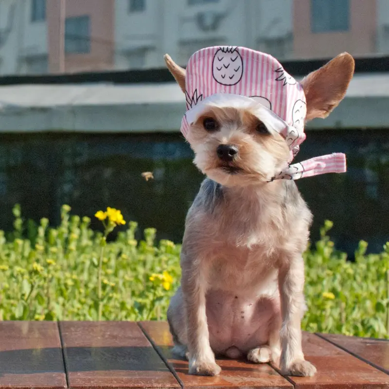 Pineapple Dog Hat by Dogo - Pink