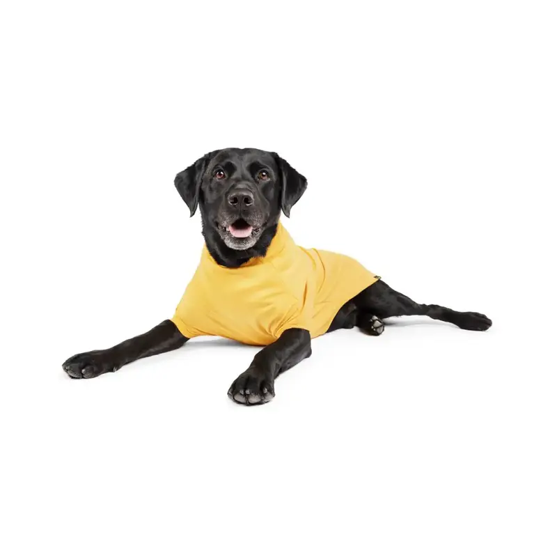 Gold Paw Merino Crew Dog Shirt - Gold