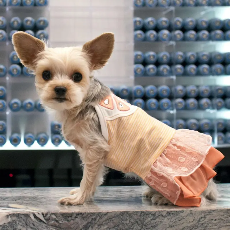 Citrus Dog Dress by Dogo