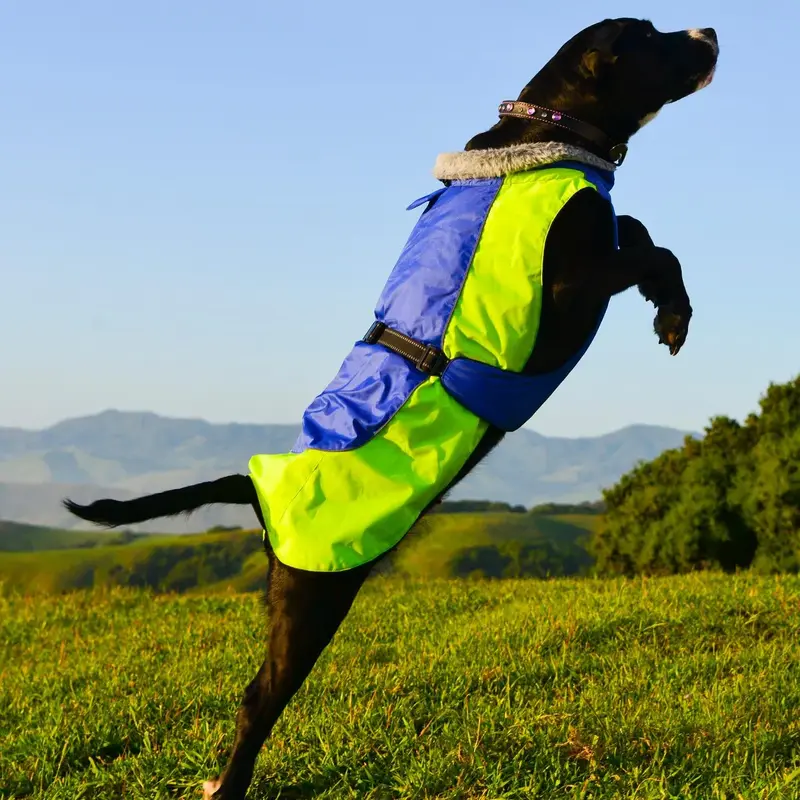 Alpine All-Weather Dog Coat by Doggie Design - Blue and Green