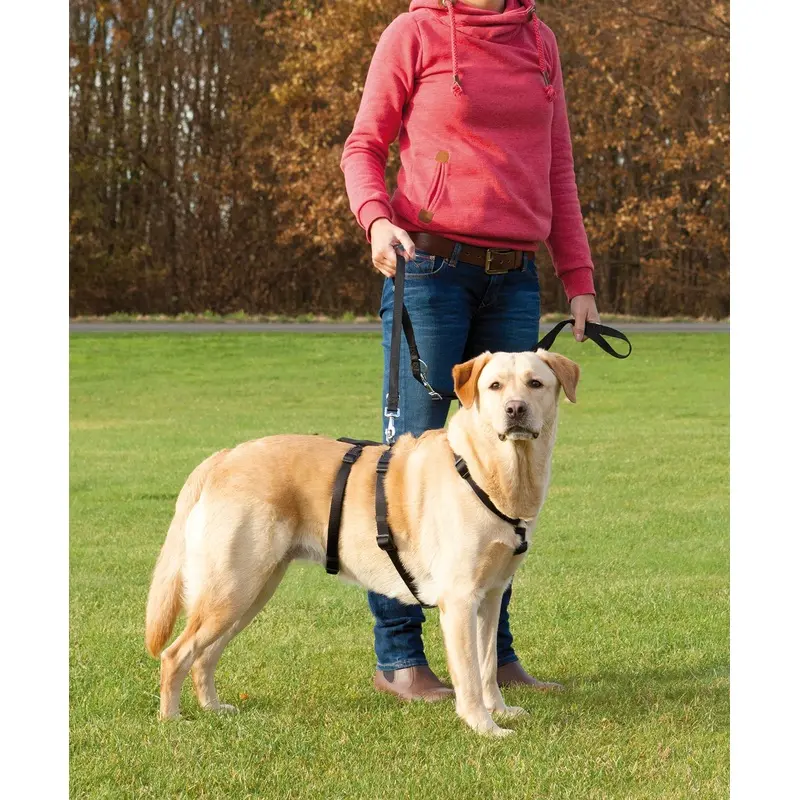 Stay Harness