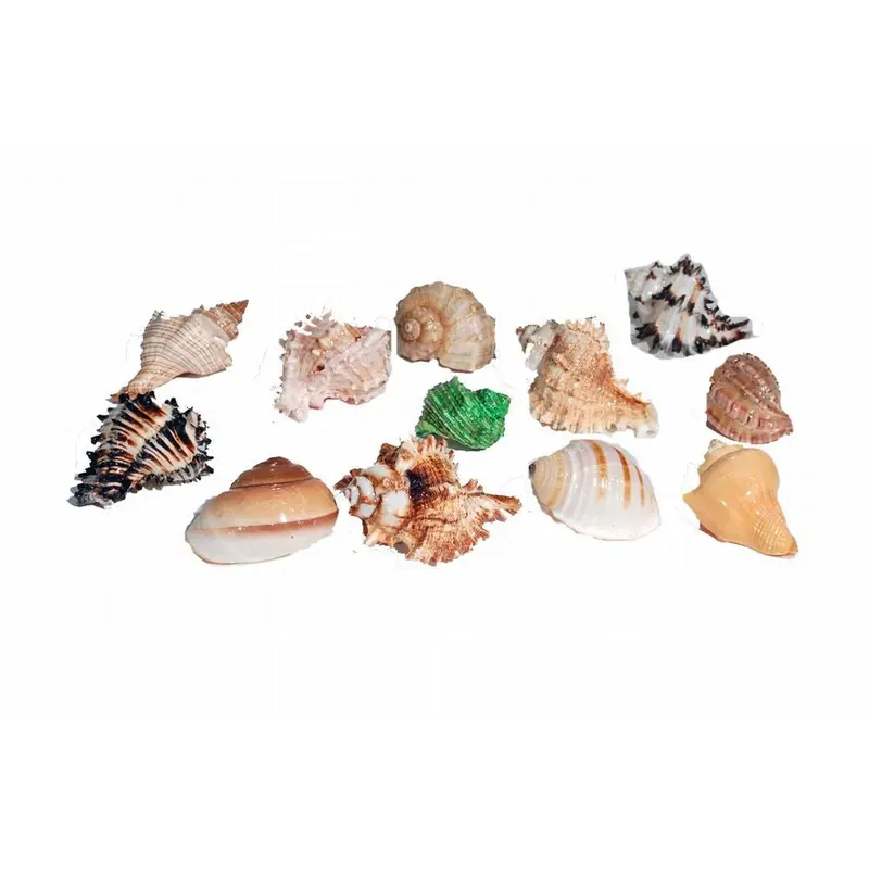 Florida Marine Research Natural Shell Terrarium Ornament Multi-Color LG