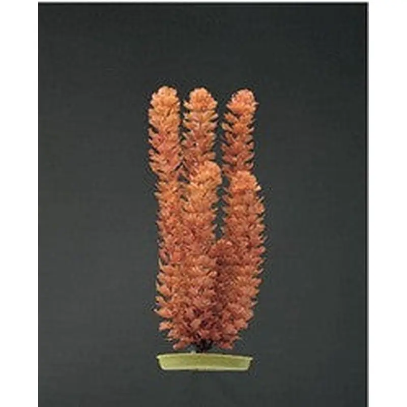 Aquascaper Foxtail Extra Large 15in Pp1510