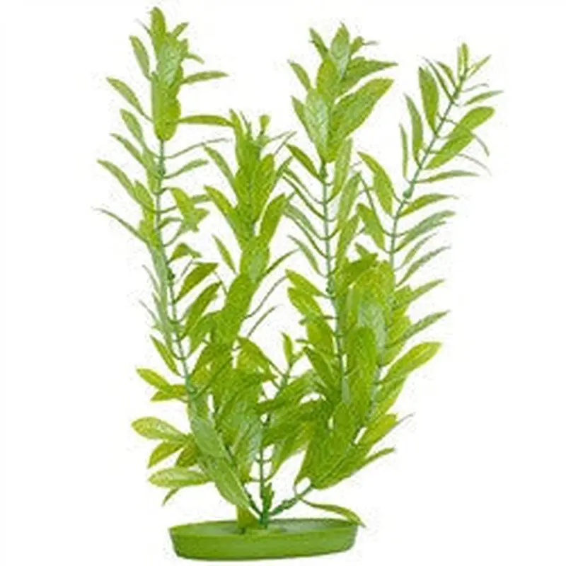 Aquascaper Hygrophilia Medium 8in Pp813