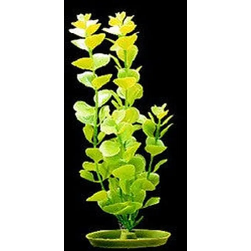 Aquascaper Moneywort Large 12in Pp1216