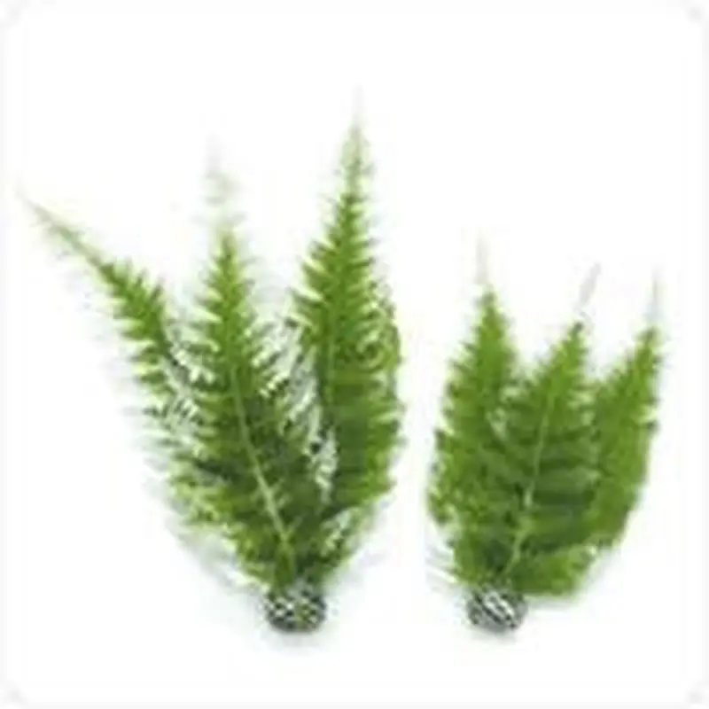 biOrb Aquatic Winter Fern Set 2 