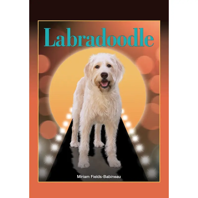 Labradoodle