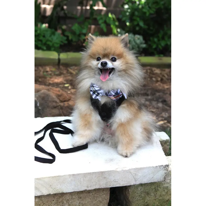 White Shirt Dog Collar with Dark Navy & White Madras Plaid Bow Tie