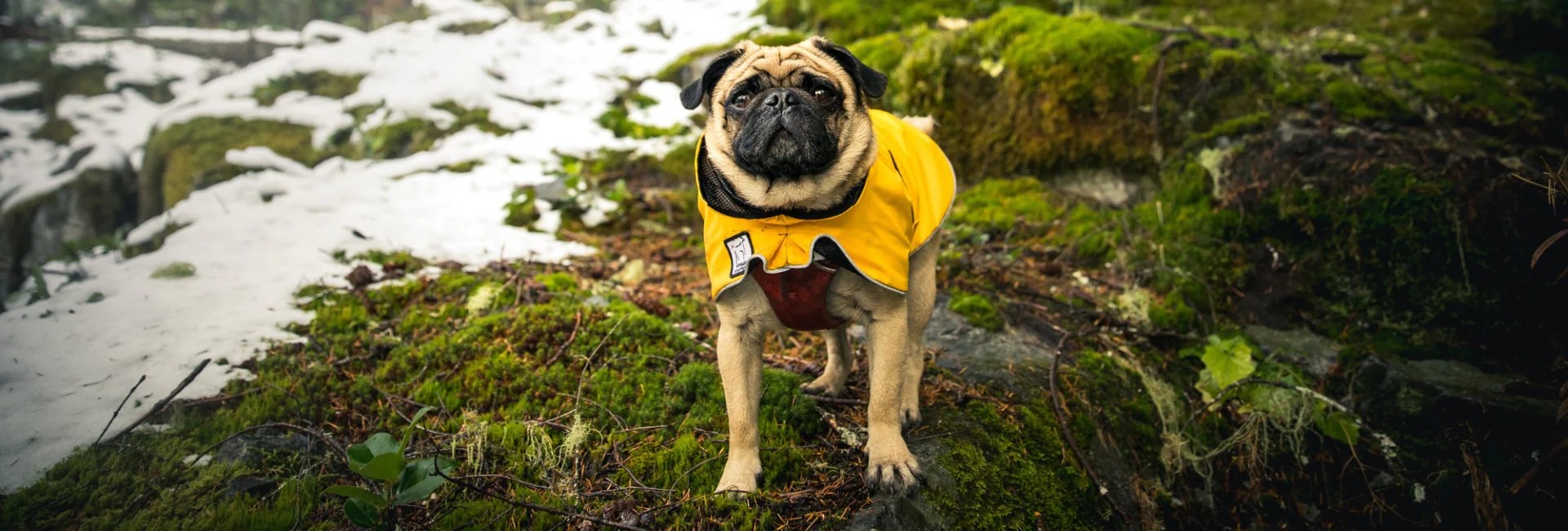 Dog Clothing – Sweaters, Jackets & Costumes + 50% Off CA